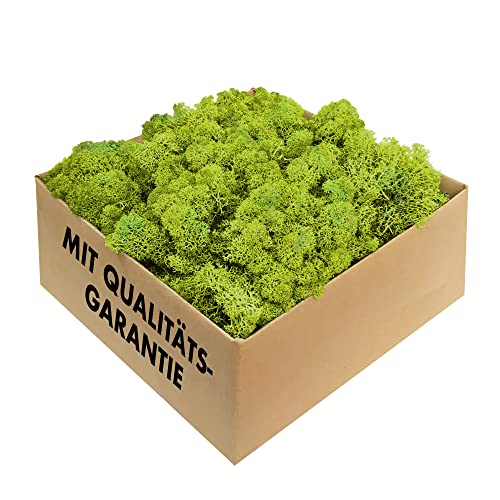 GJS Islandmoos - konserviertes Moos zum Basteln, Deko & DIY für künstliche Bilder, Pflanzen-Wand,...